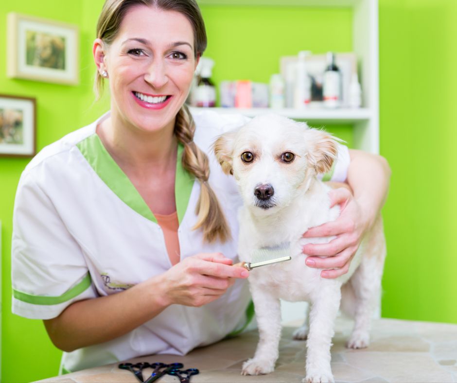 טיפול פרעושים לכלב – מה עושים?